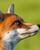 Renard