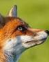 Renard